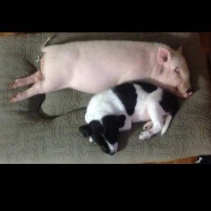 Meet your Posher, Shannon